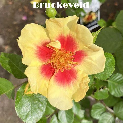 Rosa (Per) 'Eye of The Tiger'