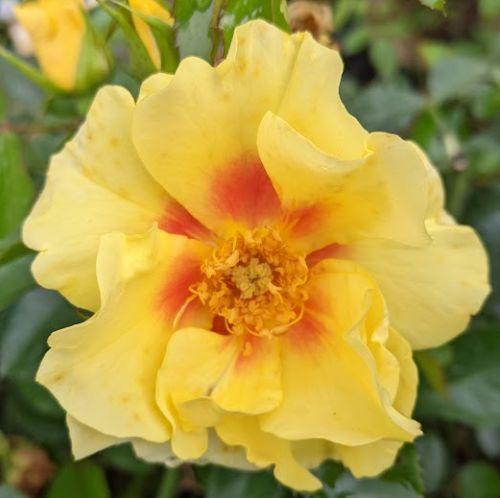 Rosa (Per) 'Eye of the Tiger'