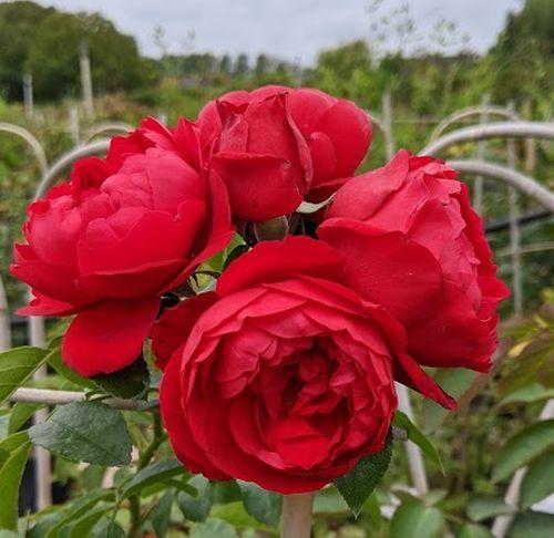 Rosa (klimroos)  'Florentina'