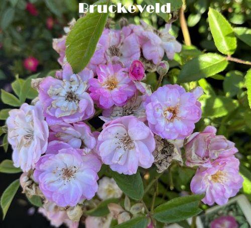 Rosa (H)  'Gaard um Titzebierg'