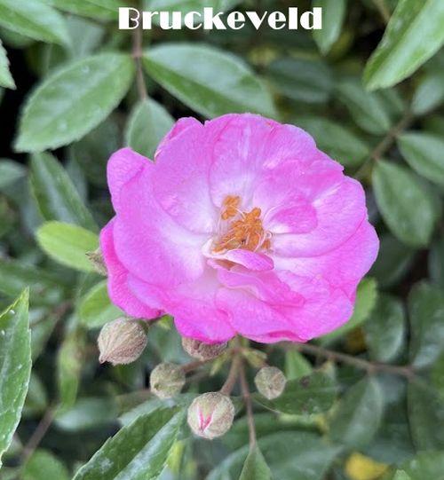Rosa (H)  'Gaard um Titzebierg'