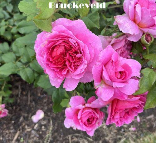 Rosa (Rom)  'Gabriel Oak' ®