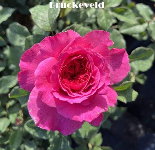 Rosa (Rom)  'Gabriel Oak' ®