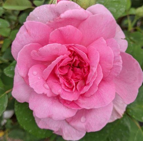 Rosa moyesii 'Geranium'  ( botanische roos)