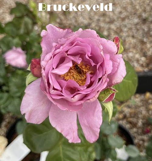 Rosa (Rom)  'Harlow Carr'®