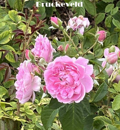 Rosa (Rom)  'Harlow Carr'®