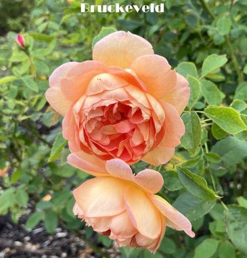 Rosa (Rom)  'Lady of Shalott'®