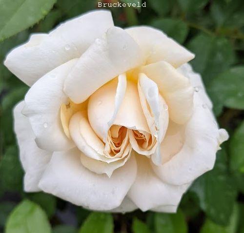 Rosa (Rom)  'Lions-Rose' (Champagne Moment)'®