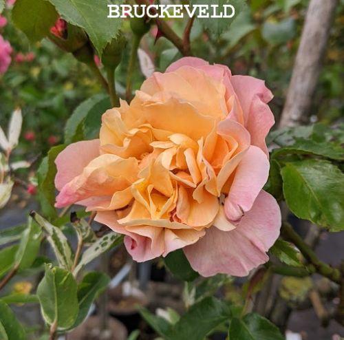 Rosa (stamroos)  'Marie Curie'