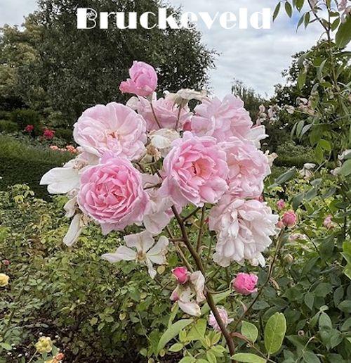 Rosa (stamroos)  'Marie Pavic'