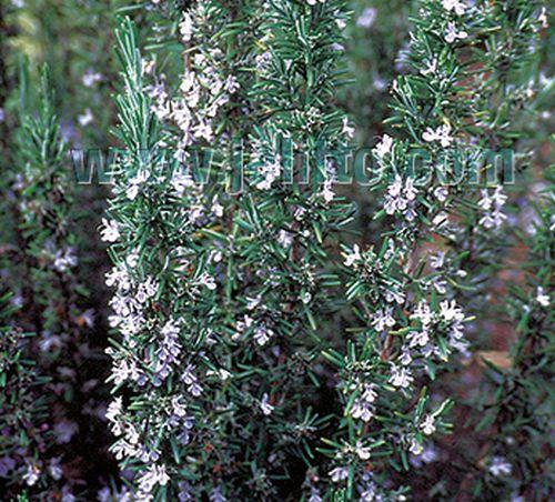Rosmarinus officinalis