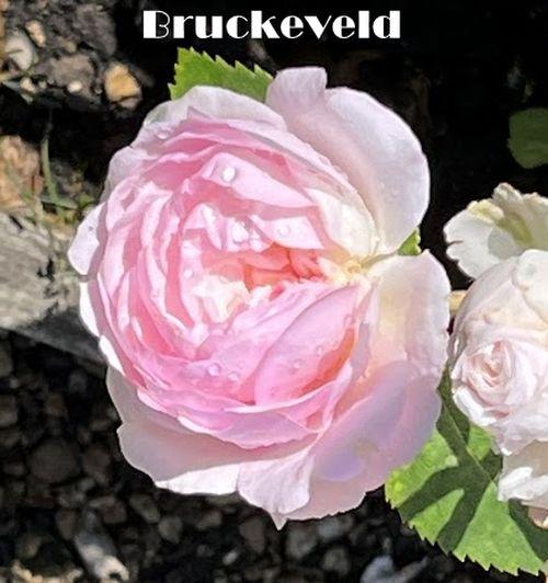 Rosa (Rom)  'Olivia Rose Austin'®