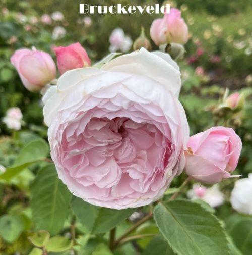 Rosa (Rom)  'Olivia Rose Austin'®