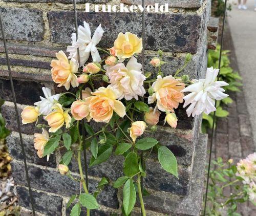 Rosa (klimroos)  'Phyllis Bide'