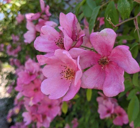 Rosa (klimroos)  'Plaisanterie' ®