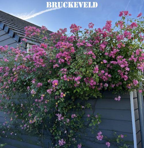 Rosa (klimroos)  'Plaisanterie' ®