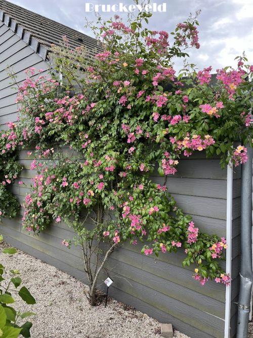 Rosa (klimroos)  'Plaisanterie' ®