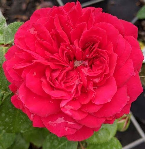 Rosa (Rom)  'Red Leonardo da Vinci'®