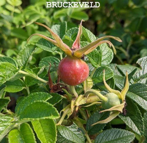 Rosa rugosa  'Alba'