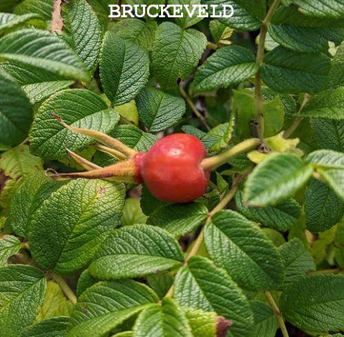 Rosa rugosa 'Rubra'