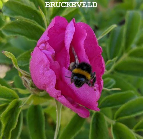 Rosa rugosa 'Rubra'