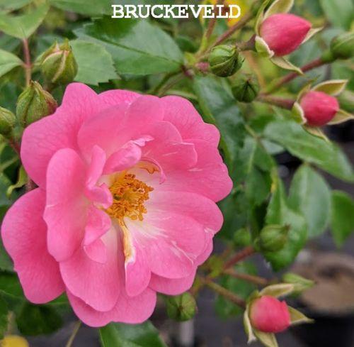 Rosa (stamroos) 'Satina'®