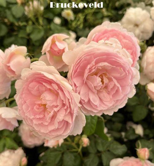 Rosa (Rom)  'Scepter d'Isle'®