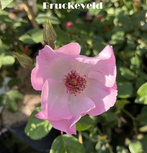 Rosa (klimroos)  'Sourire d' Isabelle'®