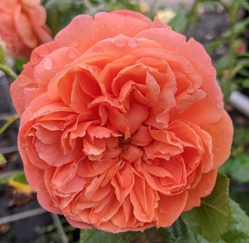 Rosa (Rom)  'Summer Song'®