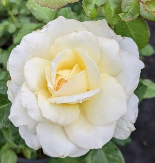 Rosa (Rom)  'Tchaikovski '®