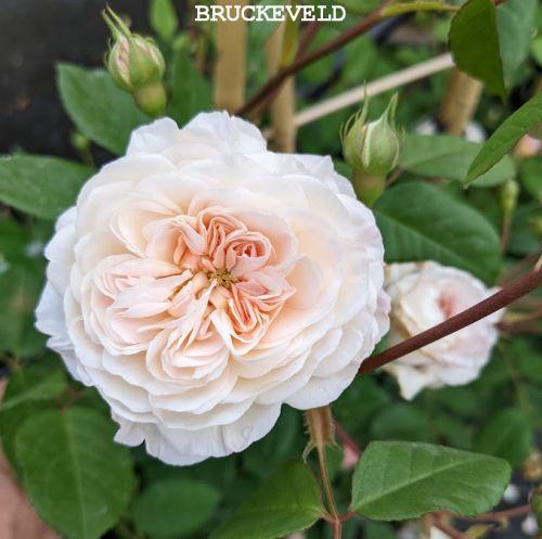 Rosa (klimroos)  'The Albrighton Rambler'