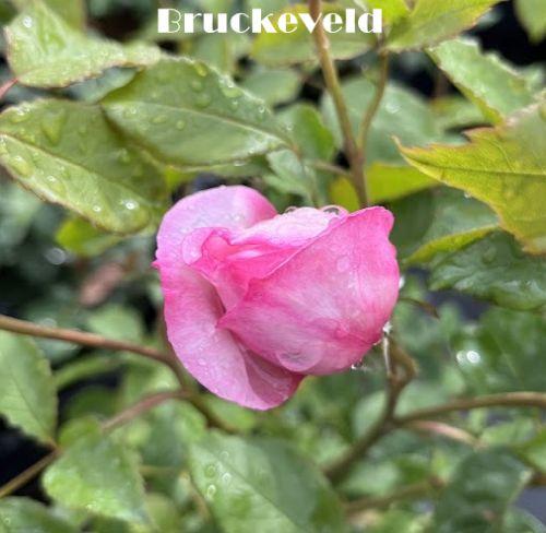 Rosa (Rom)  'The Mill on the Floss'®