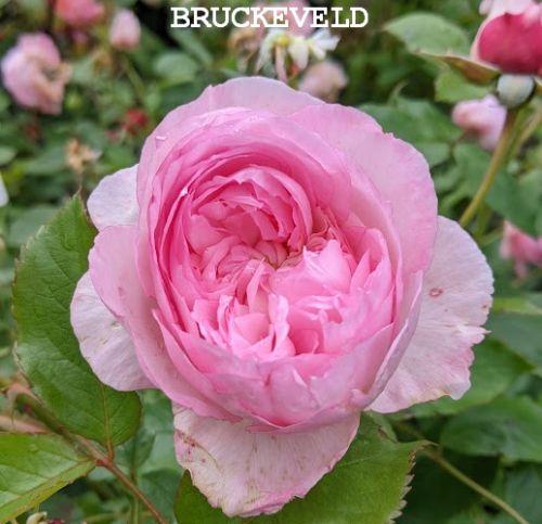 Rosa (Rom)  'The Mill on the Floss'®