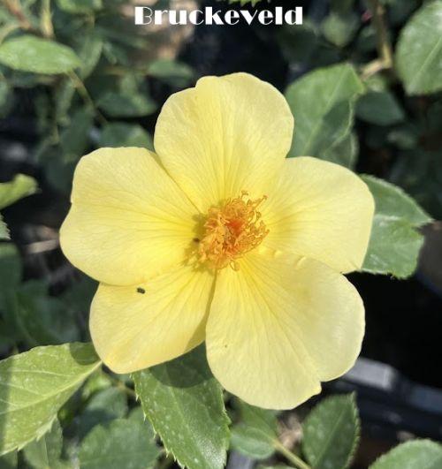 Rosa (Rom)  'Tottering by Gentle'®