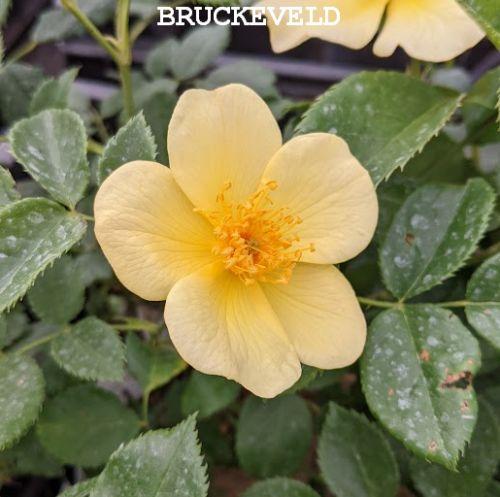 Rosa (Rom)  'Tottering by Gentle'®