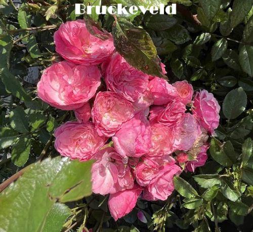 Rosa (H)  'Walferdange'