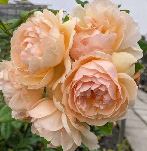 Rosa (klimroos)  'Wollerton Old Hall'®