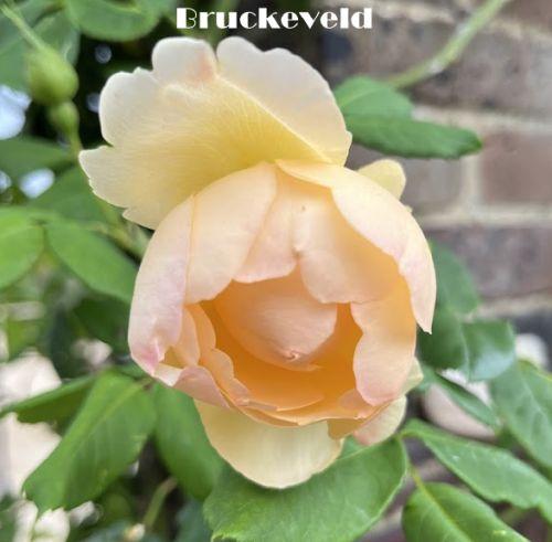 Rosa (klimroos)  'Wollerton Old Hall'®