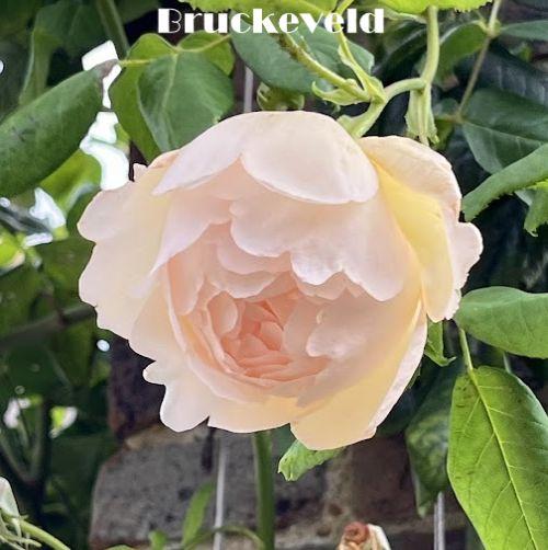 Rosa (klimroos)  'Wollerton Old Hall'®