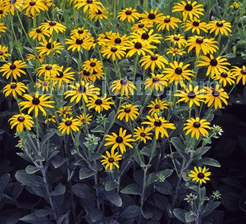 Rudbeckia fulgida var. deamii
