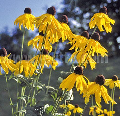 Rudbeckia grandiflora 'Sundance'