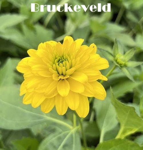 Rudbeckia laciniata 'Goldquelle'