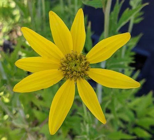 Rudbeckia laciniata