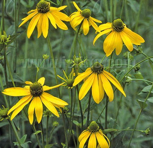 Rudbeckia laciniata