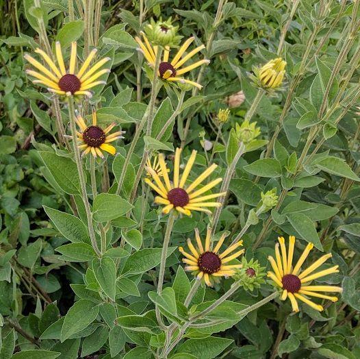 Rudbeckia subtomentosa 'Little Henry'