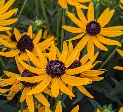 Rudbeckia fulgida 'Little Goldstar' PBR