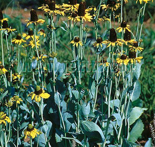 Rudbeckia maxima