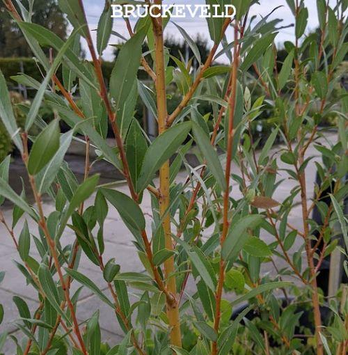 Salix alba 'Yelverton'