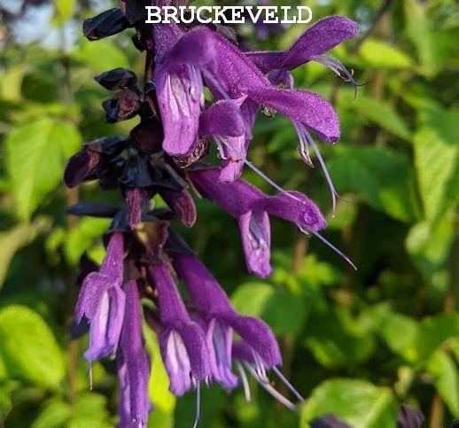 Salvia 'Amistad' PBR