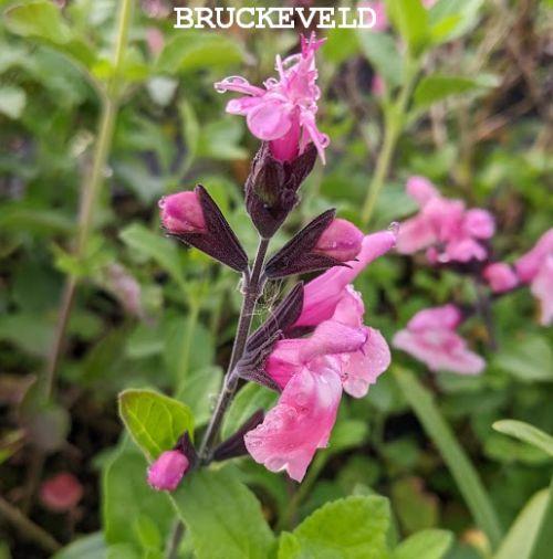 Salvia greggii 'Angel Wings'